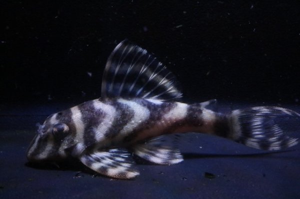 画像2: 鳴り砂ブリード・NA-1・2025.11/6.7ｃｍNo4 (2)