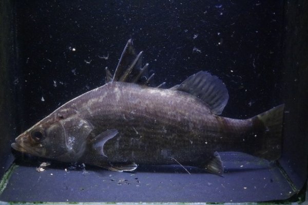 画像4: 四万十川アカメ13.0ｃｍＮｏ3 (4)