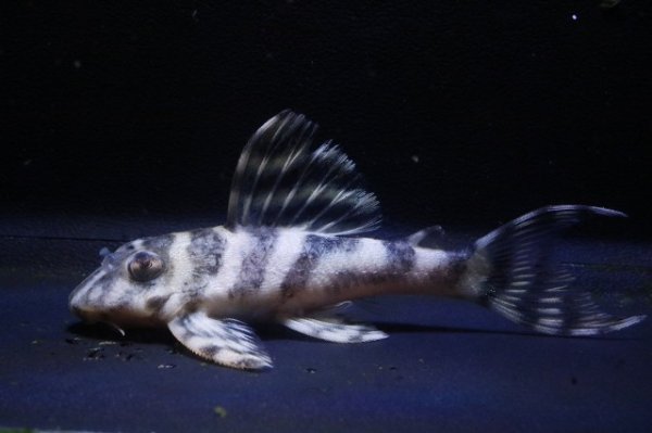 画像2: 鳴り砂ブリード・NA-1・2025.11/6.5ｃｍNo9 (2)