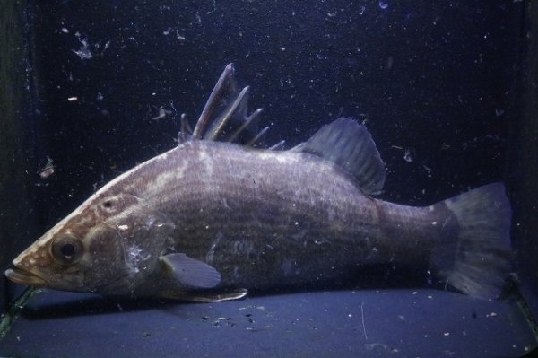 画像2: 四万十川アカメ13.0ｃｍＮｏ3 (2)