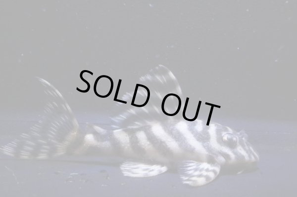 画像2: 鳴り砂ブリード・NA-1・2025.11/6.6ｃｍNo5 (2)