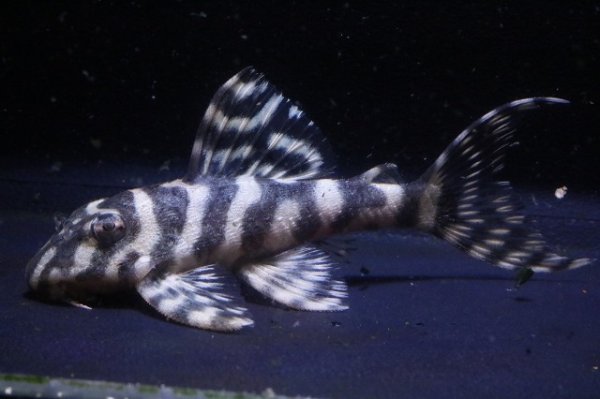 画像1: 鳴り砂ブリード・NA-1・2025.11/6.7ｃｍNo7 (1)