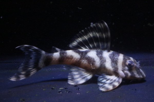 画像1: 鳴り砂ブリード・NA-1・2025.11/6.7ｃｍNo4 (1)