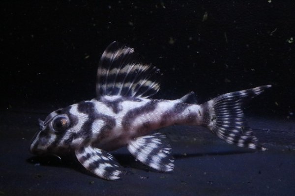 画像1: 大ちゃんブリード・オマケバージョンIII・F２・2025.12・6.7ｃｍＮｏ5 (1)