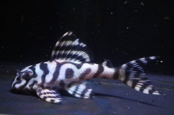 画像1: 大ちゃんブリード・オマケバージョンIII・F２・2025.12・7.5ｃｍＮｏ2 (1)