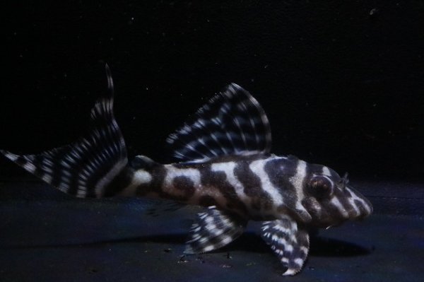 画像1: 大ちゃんブリード・オマケバージョンIII・F２・2025.12・7.2ｃｍＮｏ6 (1)