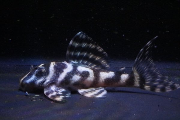 画像1: 大ちゃんブリード・オマケバージョンIII・F２・2025.12・6.7ｃｍＮｏ10 (1)