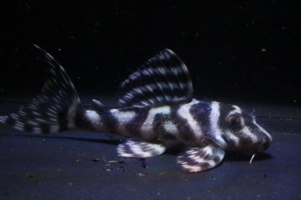 画像2: 大ちゃんブリード・オマケバージョンIII・F２・2025.12・6.7ｃｍＮｏ10 (2)