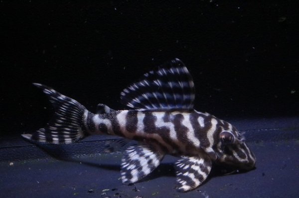 画像2: 大ちゃんブリード・オマケバージョンIII・F２・2025.12・7.2ｃｍＮｏ7 (2)