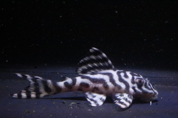 画像2: 大ちゃんブリード・オマケバージョンIII・F２・2025.12・6.2ｃｍＮｏ11 (2)