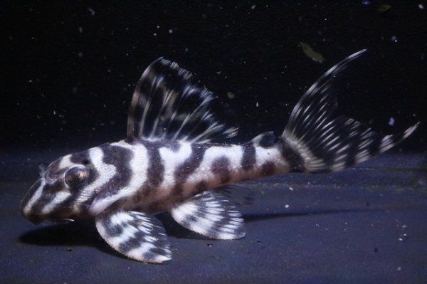 画像1: 大ちゃんブリード・オマケバージョンIII・F２・2025.12・7.5ｃｍＮｏ4 (1)