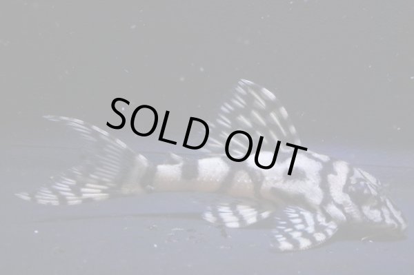 画像2: 鳴り砂ブリード・スーパーメガクラウンゼブラ2025.12・6.5ｃｍNo4 (2)