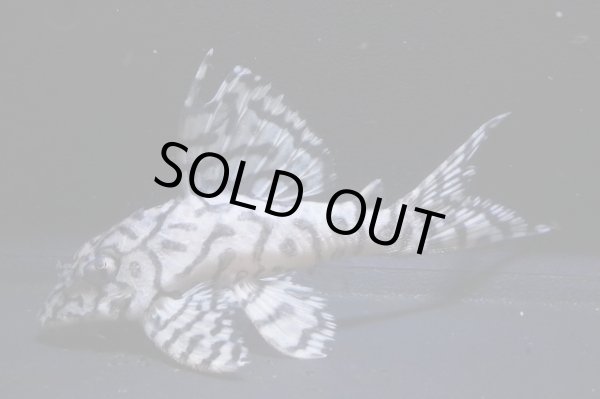 画像2: 鳴り砂ブリード・スーパーメガクラウンゼブラ2025.12・7.8ｃｍNo3 (2)