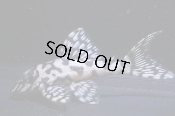 画像1: 鳴り砂ブリード・スーパーメガクラウンゼブラ2025.12・6.5ｃｍNo4 (1)