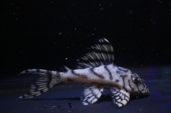 画像2: 鳴り砂ブリード・スーパーメガクラウンゼブラ2025.12・6.5ｃｍNo6 (2)