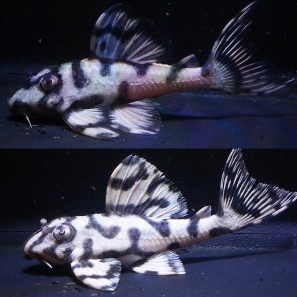 画像1: サンミーブリード・オマケVerIsp・V×VerII・II・F１2025.12/ペアセットNo1 (1)