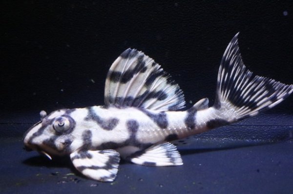 画像6: サンミーブリード・オマケVerIsp・V×VerII・II・F１2025.12/ペアセットNo1 (6)