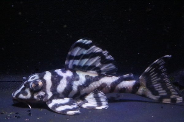 画像5: サンミーブリード・オマケVerIsp・V×VerII・II・F１2025.12/ペアセットNo2 (5)