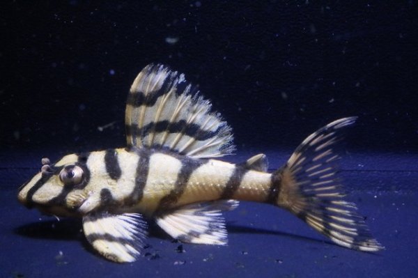 画像2: サンミーブリード・オマケVerIsp・V×VerII・II・F１2025.12/ペアセットNo5 (2)