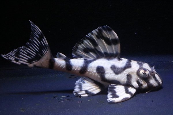 画像7: サンミーブリード・オマケVerIsp・V×VerII・II・F１2025.12/ペアセットNo1 (7)