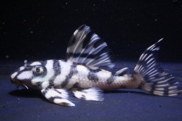 画像3: サンミーブリード・オマケVerIsp・V×VerII・II・F１2025.12/ペアセットNo2 (3)