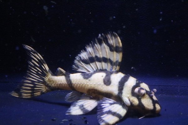 画像3: サンミーブリード・オマケVerIsp・V×VerII・II・F１2025.12/ペアセットNo5 (3)