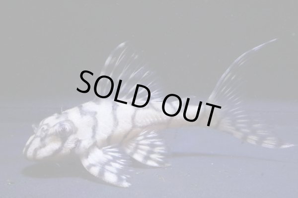 画像3: N&Nブリード・NIII・2025.12/7.2ｃｍNo1リアルメガクラウンゼブラ (3)