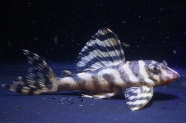 画像5: サンミーブリード・オマケVerIsp・V×VerII・II・F１2025.12/ペアセットNo4 (5)