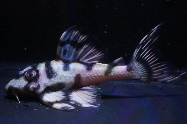 画像2: サンミーブリード・オマケVerIsp・V×VerII・II・F１2025.12/ペアセットNo1 (2)