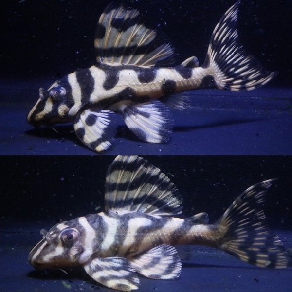 画像1: サンミーブリード・オマケVerIsp・V×VerII・II・F１2025.12/ペアセットNo4 (1)