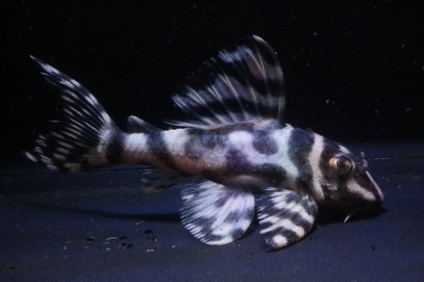 画像3: サンミーブリード・オマケVerIsp・V×VerII・II・F１2025.12/ペアセットNo3 (3)