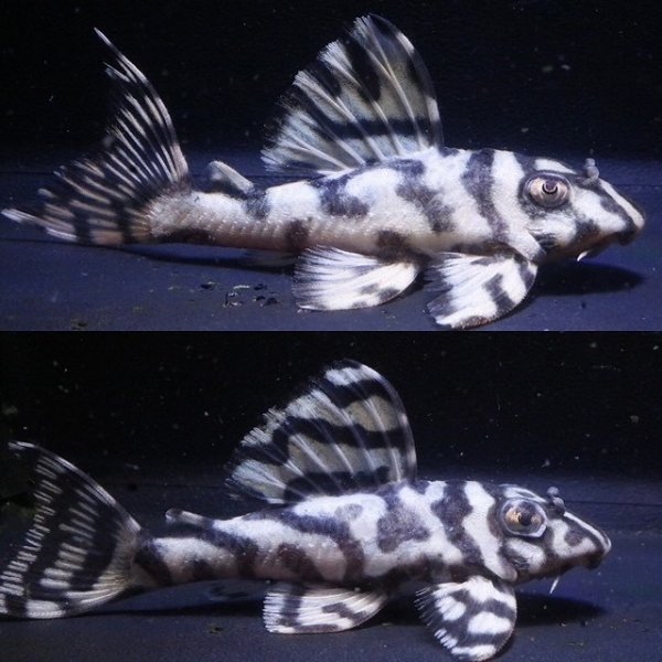 画像1: サンミーブリード・オマケVerIsp・V×VerII・II・F１2025.12/ペアセットNo2 (1)