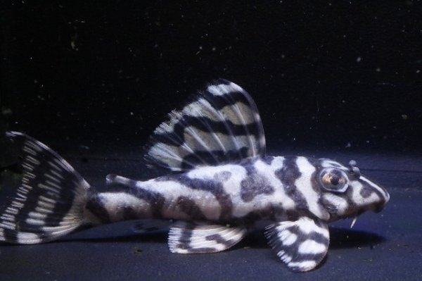 画像4: サンミーブリード・オマケVerIsp・V×VerII・II・F１2025.12/ペアセットNo2 (4)