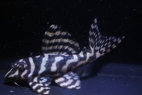 画像4: サンミーブリード・オマケVerIsp・V×VerII・II・F１2025.12/ペアセットNo5 (4)