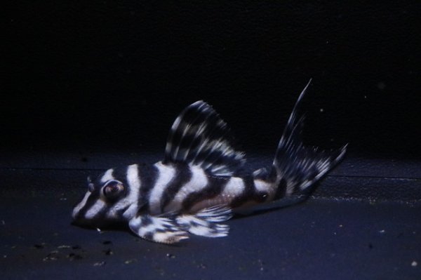 画像2: mikiブリード・まっちゃん工房×オマケ・2025.12/5.3ｃｍNo2 (2)