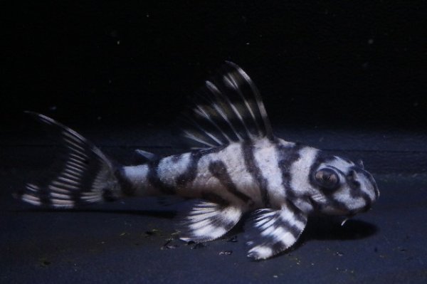 画像1: mikiブリード・まっちゃん工房×オマケ・2025.12/5.7ｃｍNo5リアルメガクラウンゼブラ (1)