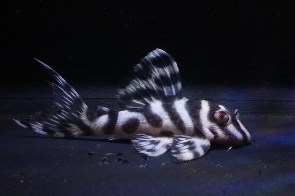 画像1: mikiブリード・まっちゃん工房×オマケ・2025.12/5.3ｃｍNo2 (1)