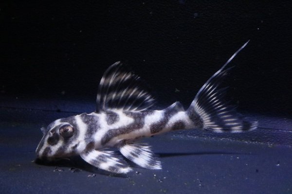 画像1: mikiブリード・まっちゃん工房×オマケ・2025.12/5.7ｃｍNo3 (1)