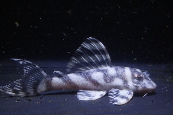 画像1: Fin第一エースの子・第２系統×オマケバージョンII・II・2025.12/7.0ｃｍNo5 (1)