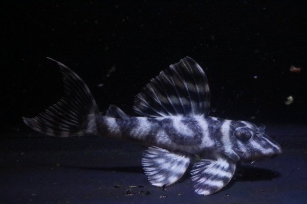 画像2: Fin第一エースの子・第２系統×オマケバージョンII・II・2025.12/7.0ｃｍNo3 (2)