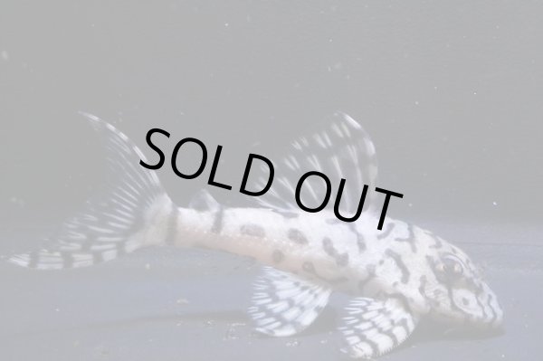 画像2: 鳴り砂ブリード・スーパーメガクラウンゼブラ2025.11・7.0ｃｍNo3 (2)