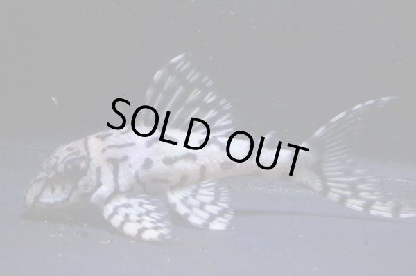 画像1: 鳴り砂ブリード・スーパーメガクラウンゼブラ2025.11・7.0ｃｍNo3 (1)