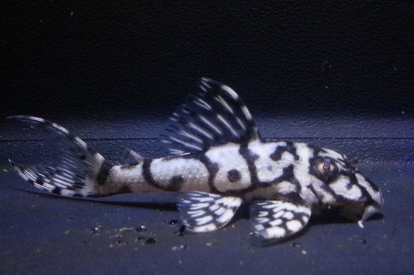 画像1: 鳴り砂ブリード・スーパーメガクラウンゼブラ2025.11・5.8ｃｍNo1 (1)